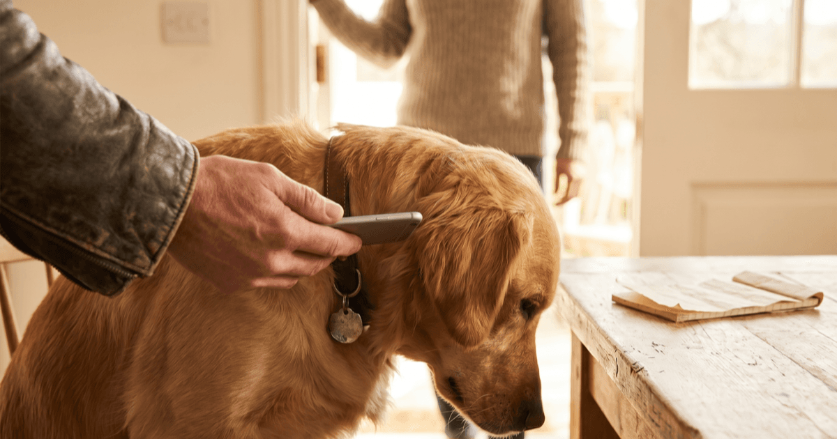 A close-up of a hand holding a smartphone near a calm dog&rsquo;s collar tag in a warm sunlit doorway, with a person in the soft-focus background.