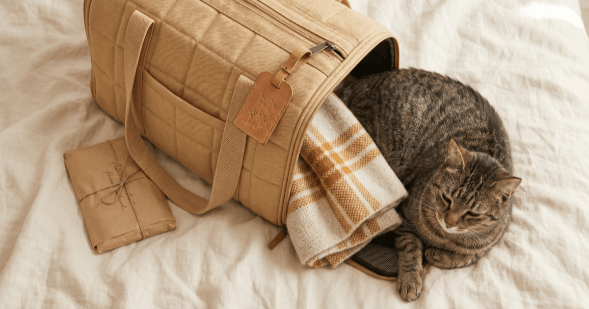 A flat-lay on warm cream linen of a soft-sided cat carrier with a small luggage-style label tag, a folded paper packet of records, a small fabric blanket inside, and a calm tabby cat sitting at the edge of the carrier.