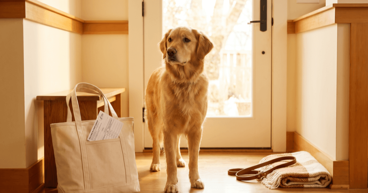 A calm medium-sized dog standing in a sunlit indoor entryway near a fabric tote bag with a folded vaccine record sheet visible, a coiled leash, and a small cloth blanket beside the door.