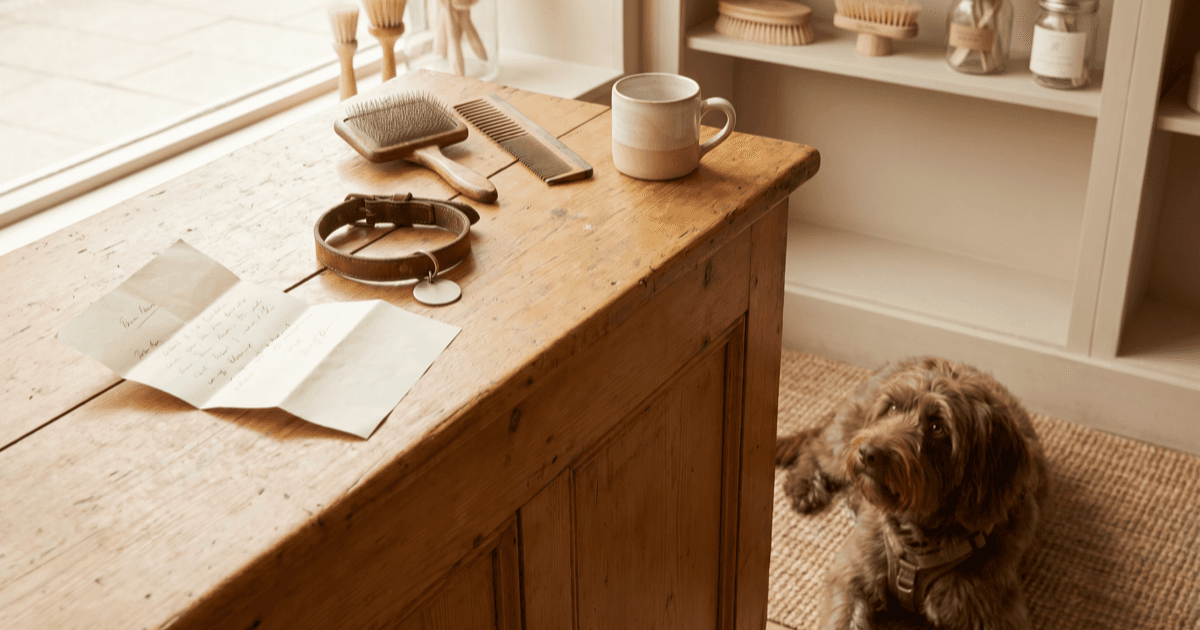 A warm grooming-shop intake counter scene with a folded paper intake form, a small leather pet collar with a blank tag, a slicker brush, a wide-tooth comb, a small ceramic mug, and a calm medium-sized brown dog watching from the floor.