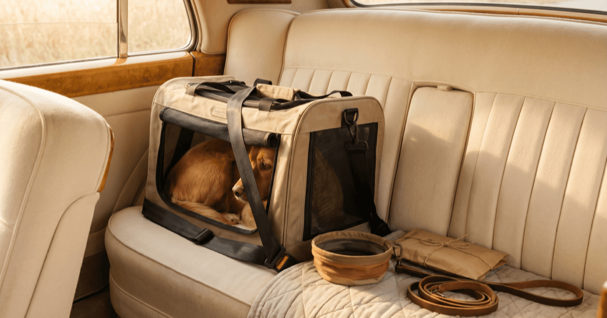 A warm car back-seat scene with a soft-sided pet carrier secured by a seatbelt, a small foldable water bowl, a coiled leash, a folded paper packet, and a calm medium-sized brown dog in the carrier.