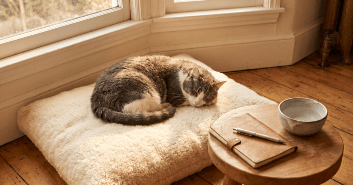 A calm older gray-and-white domestic cat resting on a soft cream cushion in a sunlit corner with a folded notepad and a ceramic water dish nearby.