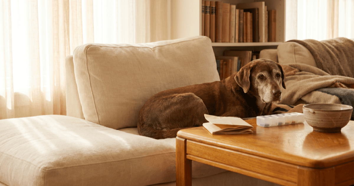 A calm senior gray-muzzled medium-sized brown dog resting on a soft cream cushion in a sunlit living room, with a folded paper notepad, a small unlabeled pill organizer, and a small ceramic dish nearby.
