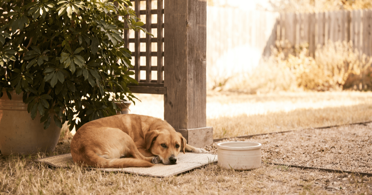 A warm shaded Texas-style yard at midday with a calm medium-sized brown dog resting under shade beside a ceramic water bowl, a small cooling mat, and a leafy plant providing shade.