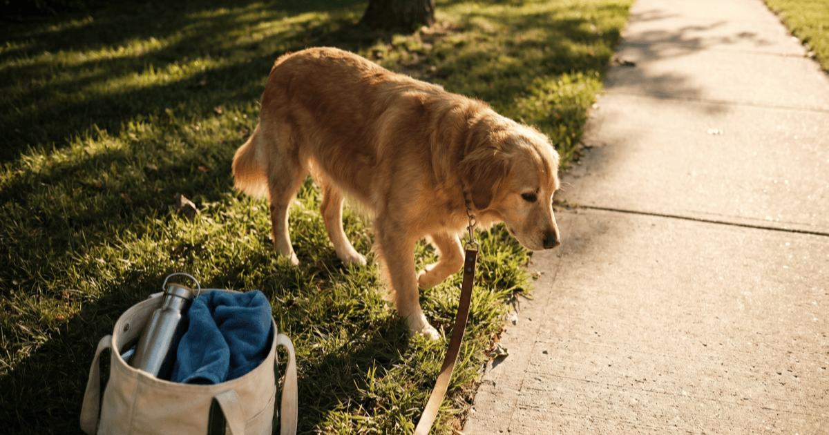 A mid-sized dog walking calmly on a shaded grassy patch at golden hour, with a water bottle and small towel in a tote nearby.