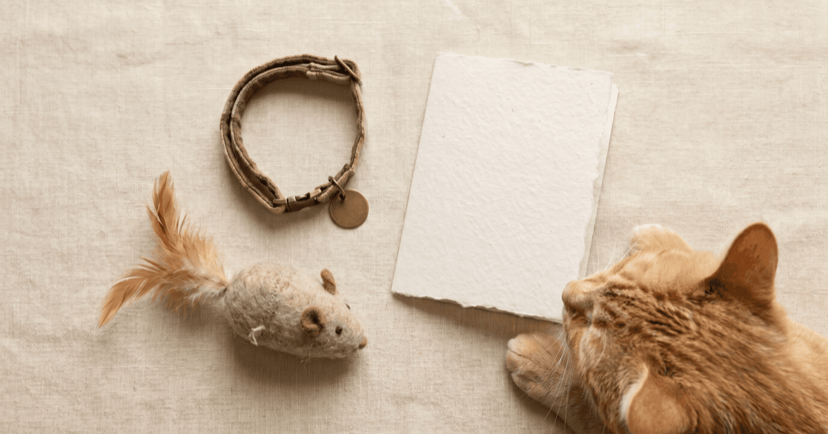 A flat-lay on warm cream linen of a small fabric cat collar with a tiny blank tag, a soft cat toy, and a folded paper card, with a tabby cat partly visible at the edge.