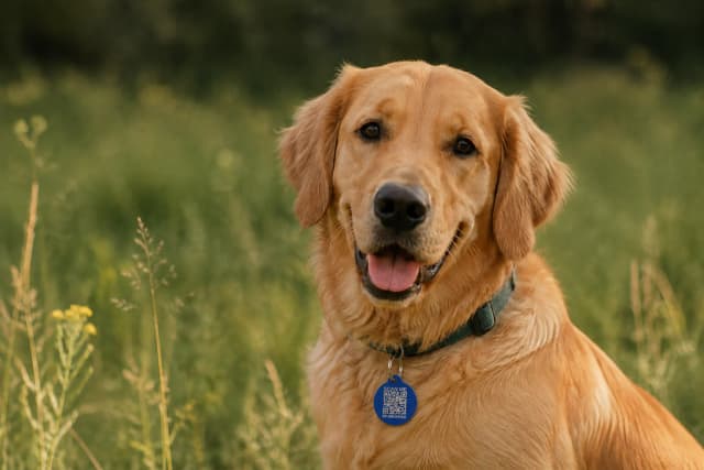 Milo wearing the original blue Driyu tag on his collar