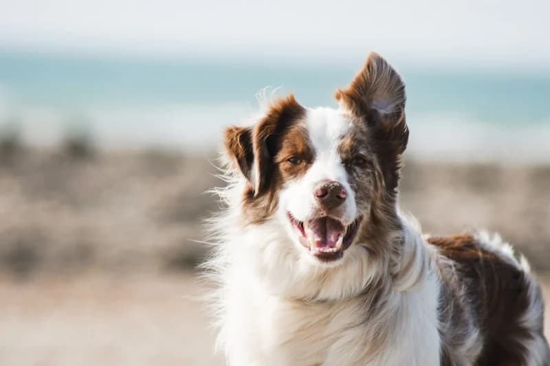 A happy border collie outside in the fresh air